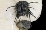Dicranurus Trilobite - Free Standing Spines! #174200-2